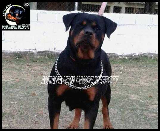 AUTANA VOM HAUSE MEZROTT | Rottweiler 