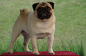 Bowtie's Oh No Mr Bill Live | Pug 