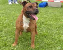 Jagstaff The Sandman | Staffordshire Bull Terrier 