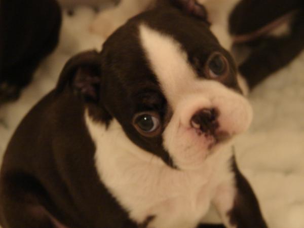 katellibull twinkling star | Boston Terrier 