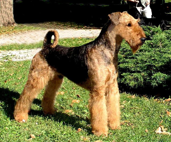 Union Jack von Argonaut | Airedale Terrier 