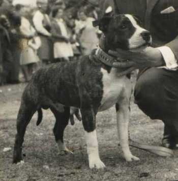 Benext Beau | Staffordshire Bull Terrier 