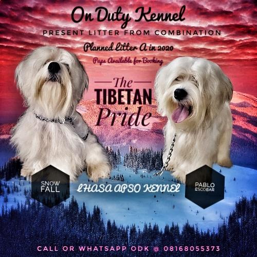 Odk Snow Vegas | Lhasa Apso 