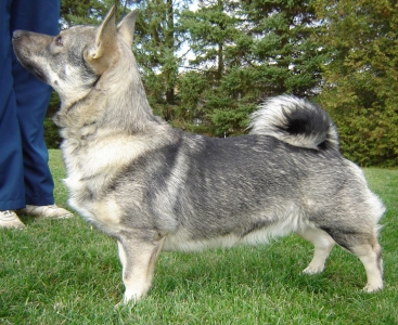 Hockgardens Eddy (SWE) | Swedish Vallhund 