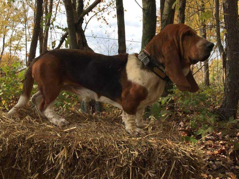 Onedamdeers Driving That Train | Basset Hound 