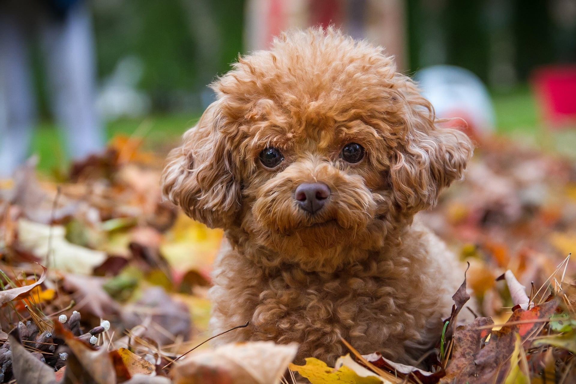 Poodle (Toy)