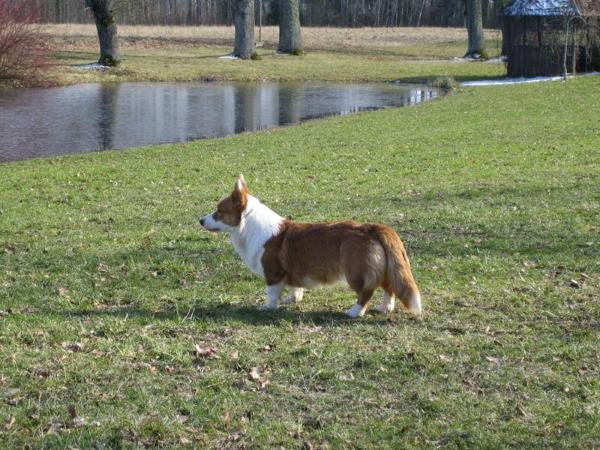 Yardican Dahlia In Red | Cardigan Welsh Corgi 