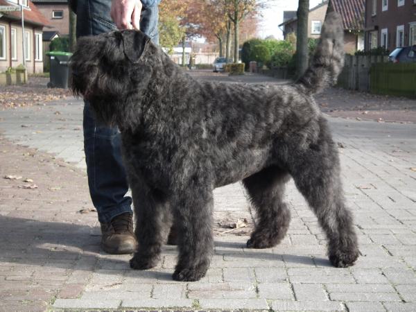 ANACONDA z Grodu Ksiazat Pomorskich | Bouvier des Flandres 