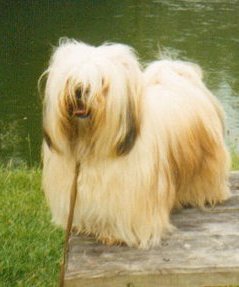 Saxonsprings Tradition | Lhasa Apso 