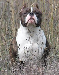 BANK HEIST BULLIES' BABY D. OF A &amp; W BULLIES | American Pit Bull Terrier 