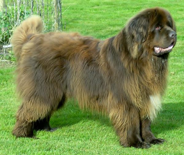 Marvin Grizzly Bär vom Rodebachtal | Newfoundland 