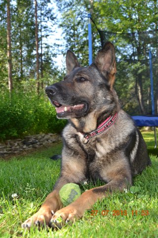 Lutatovskaia Agneia | German Shepherd Dog 