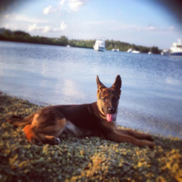 Eliyah Kelilah Ben Elias | German Shepherd Dog 