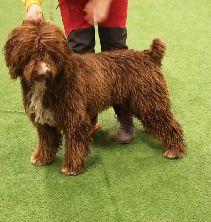 CUBERO DE GUADALTEBA | Spanish Water Dog 