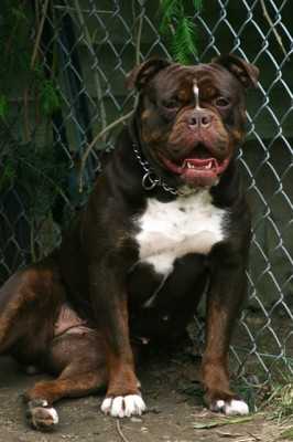 Kerr's Iron Maiden | Olde English Bulldogge 