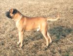 FUNGUS Ha-Szani Vendy | Bullmastiff 