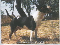 Alba-Bull Ifor | Bull Terrier 