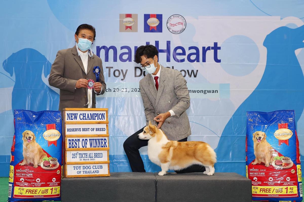 OKSLAND BEAUTY STYLE | Pembroke Welsh Corgi 