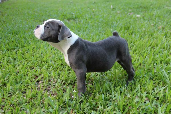 KRB's Blue Skyron of New Era Bulldogge | Olde English Bulldogge 