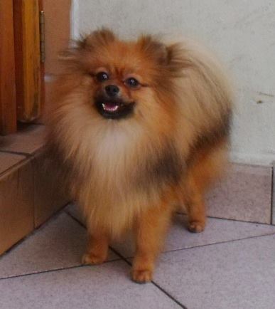 Golden Furrball Maskavo Suggar | Pomeranian 