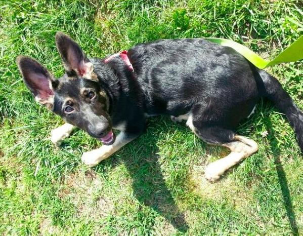Liesel vom Hayes Haus | German Shepherd Dog 