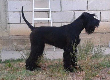 Arminia Black Virtus | Giant Schnauzer 