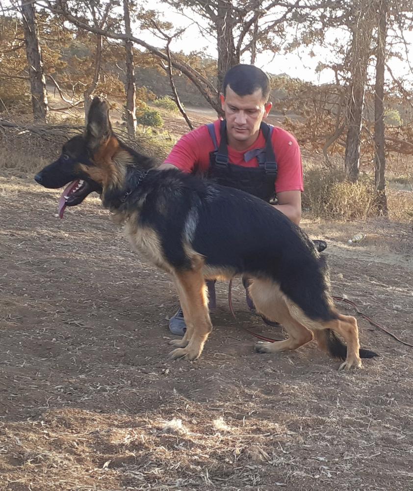 Grovy vom angriff haus | German Shepherd Dog 