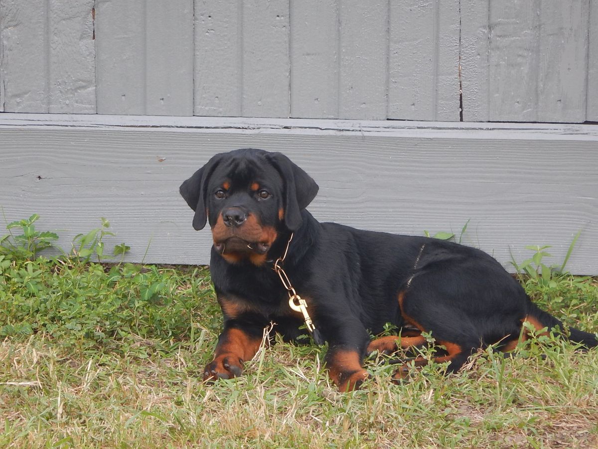 Rick Vom B.E.T. | Rottweiler 