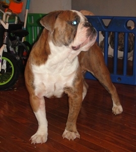 Creepy's Blue Bandit | Olde English Bulldogge 