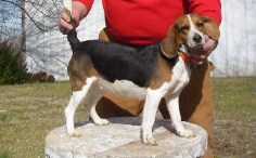 Owl Creek SixGun Sandie | Beagle 