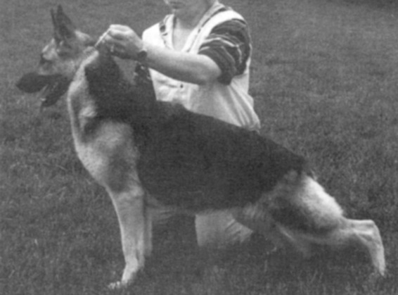 Windsong Von Rheinlandsgold | German Shepherd Dog 