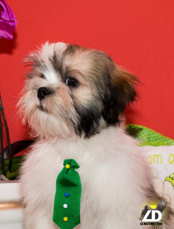 Tommy La Mattina D'oro | Lhasa Apso 