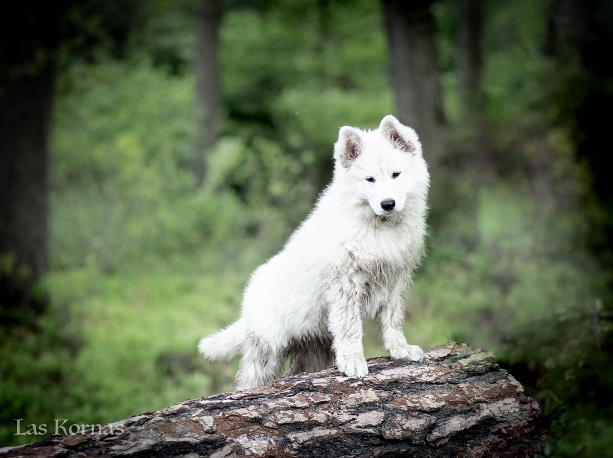 SAONA Las Kornas | White Swiss Shepherd Dog 