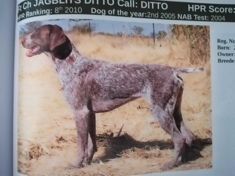 JAGBLITS DITTO NA | German Shorthaired Pointer 