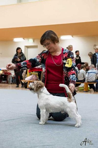 Piki kvik deep in love | Jack Russell Terrier 