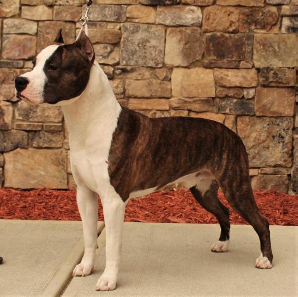 Celtic's ThunderCloud | American Staffordshire Terrier 