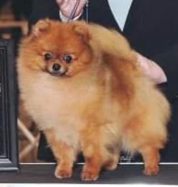 Evensong's Father Of His Country | Pomeranian 