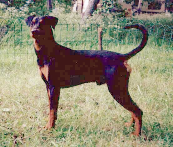 Ceriinan NINO | German Pinscher 