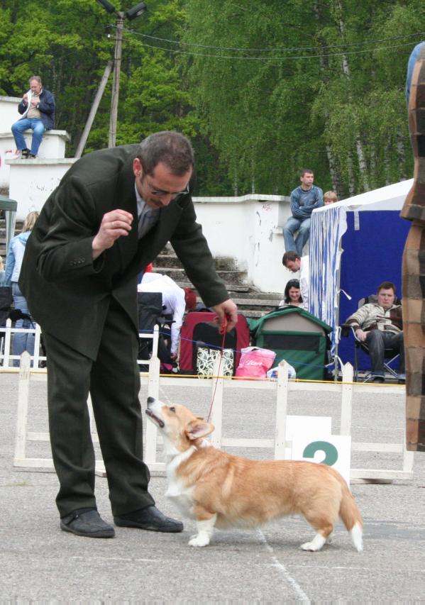 Akvarele Saules kopa | Pembroke Welsh Corgi 