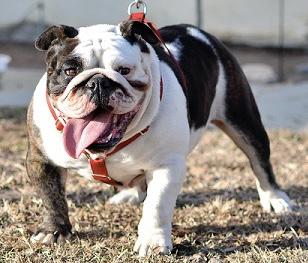 BoneYard’s Saka | Olde English Bulldogge 