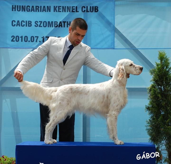 Set’r Ridge’s Young At Heart Marli | English Setter 