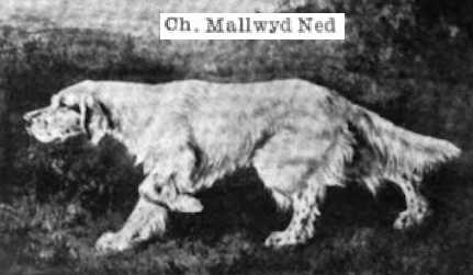 Mallwyd Ned | English Setter 