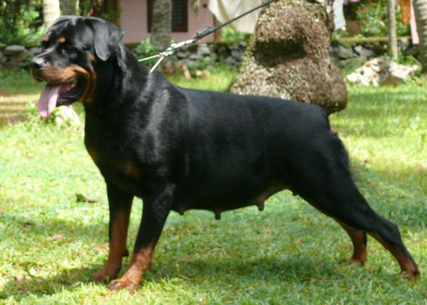 Lisden'S Tomana (Diya) | Rottweiler 