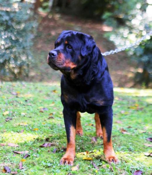 Trevor Rottgarten von Ravache | Rottweiler 