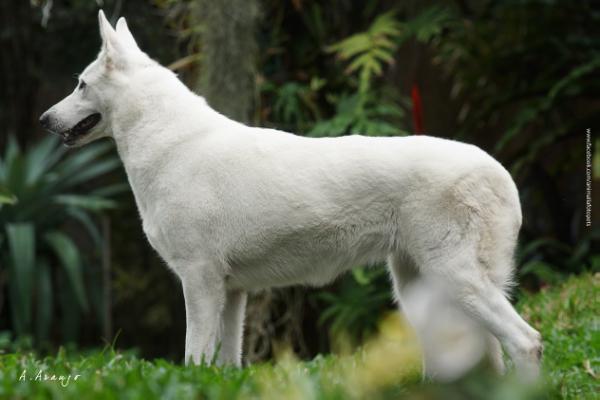 April Angel Dreams Von Taglischindorf | White Swiss Shepherd Dog 