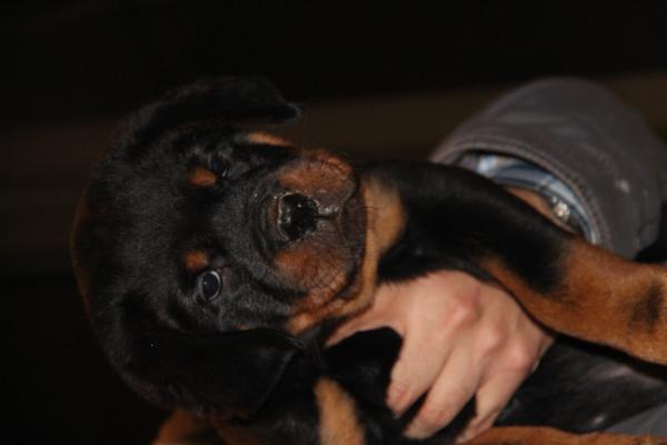 copper | Rottweiler 