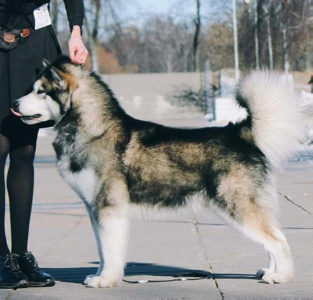 NORD CRYSTAL YES IT IS | Alaskan Malamute 