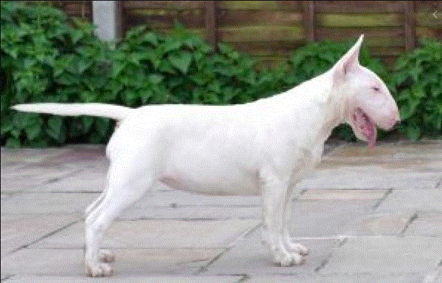 Ukusa Mafiosa | Bull Terrier 