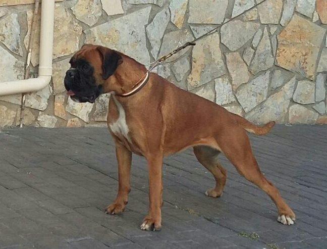 Shulka de Cloubox | Boxer 