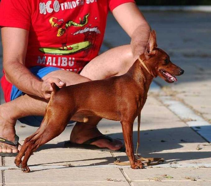 Sangre Caliente Voldemar | Miniature Pinscher 